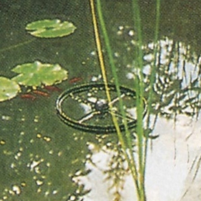 Fischfutterring