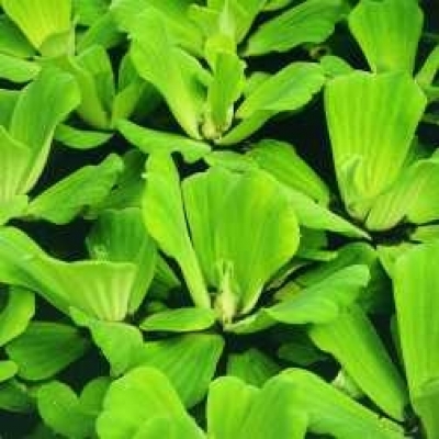 Wassersalat Pistia stratiotes