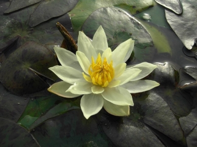 Zwergseerose,Pygmea Helvola 3ltr Container