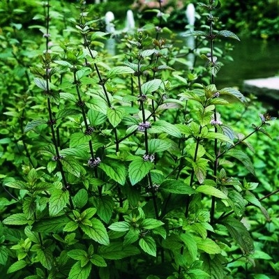 Wasserminze Menta aquatica