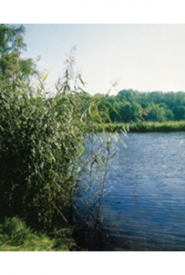 Buntes Schilfrohr Phragmites australis Variegatus