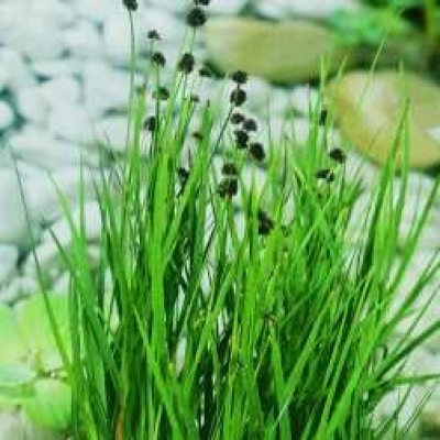 Zwergbinse Juncus ensifolius