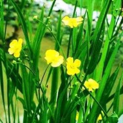Zungenhahnenfuß Ranunculus lingua 