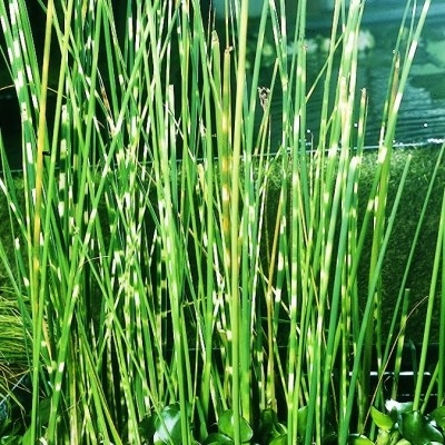 Zebrabinse     Scirpus tabernaemontani Zebrinus