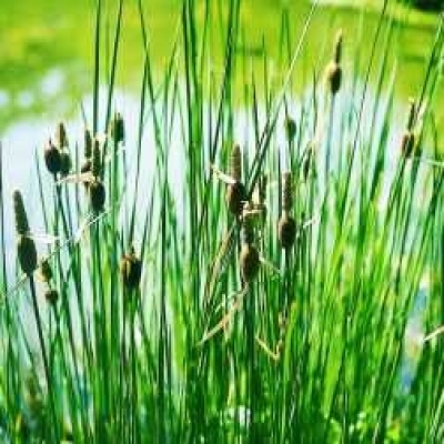 Zwerg-Rohrkolben Typha minima