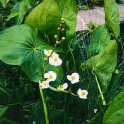 Japanisches Pfeilkraut Sagittaria japonica