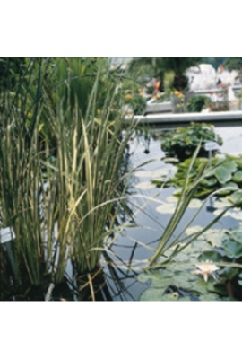 Bunter Kalmus Acorus calamus Variegatus