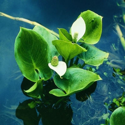 Sumpfdrachen/Schlangenwurz Calla palustris