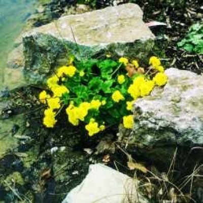 Gefüllte Sumpfdotterblume Caltha palust. Multiplex