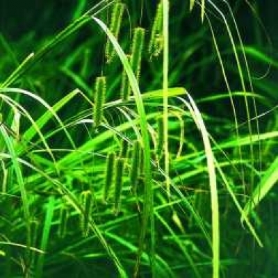 Zypern-Segge gewöhnlich Carex pseudocyperus