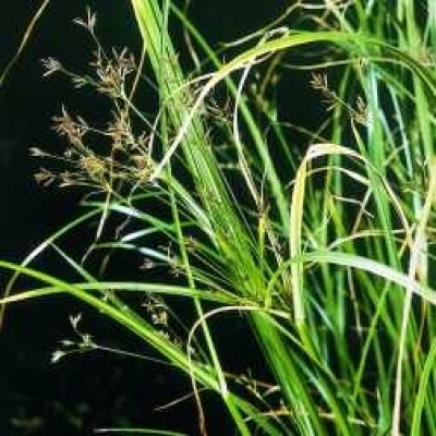 Langes Zypergras Cyperus longus Gartencenter Holzum