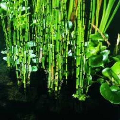 Japanischer Schachtelhalm Equisetum hyemale