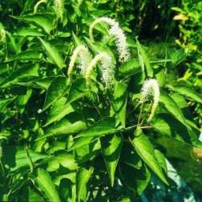 Eidechsenschwanz Saururus cernus