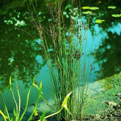 Blaubinse Juncus inflexus