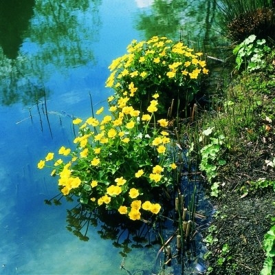 Sumpfdotterblume Caltha palustris