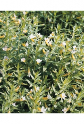 Gnadenkraut Gratiola officinalis