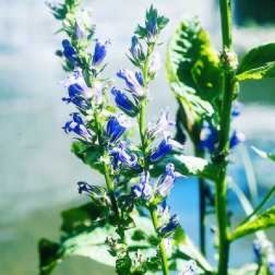 Blaue Sumpflobelie Lobelia siphilitica