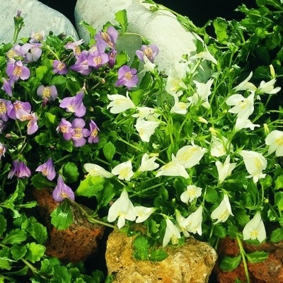 Kriechpflanze Mazus reptans