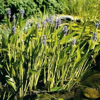 Langblättriges Hechtkraut Pontederia lanceolata