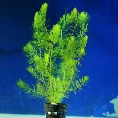 Hornkraut Ceratophyllum demersum Bundel