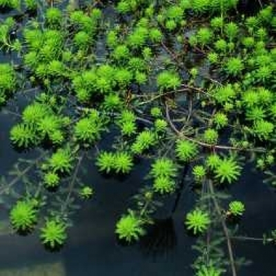 Tausendblatt im 9x9 cm Topf Myriophyllum aquaticum