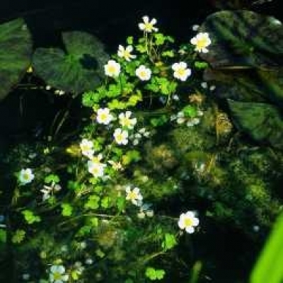Wasserhahnenfuß im Topf Ranunculus aquatilisis