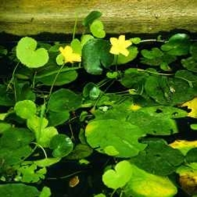 Seekanne Nymphoides peltata