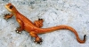Echse-orange