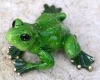 Frosch klein