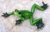 Frosch liegend