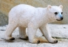 Polarbär Junior