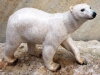 Polarbär