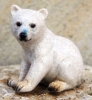 Polarbärbaby sitzend