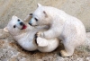 Polarbabys spielend