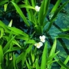 Krebsschere/Wasseraloe Stratiotes aloides