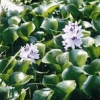 Wasserhyazinthe Eichhornia crassipes
