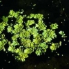 Gemeiner Schwimmfarn Salvinia natans