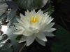 Seerose, Gonnere weiß