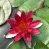 Seerose 