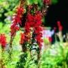 Kardinalslobelie Lobelia cardinalis