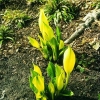 Gelbe Scheinkalla Lysichiton americanus