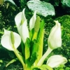 Weiße Scheinkalla Lysichiton camtschatcensis