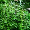 Wasserminze Menta aquatica