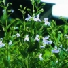 Blaue Gauklerblume Mimulus ringens