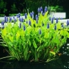 Hechtkraut blau Pontederia cordata