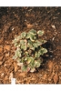 Bunter Houttuynia Hout.cordata Chameleon