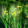 Wasserschwertlilie Iris pseudacorus
