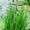 Zwergbinse Juncus ensifolius