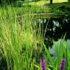 Weißbunte Teichsimse Scirpus lacustr.Albescens