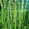 Zebrabinse     Scirpus tabernaemontani Zebrinus